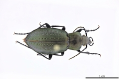 Carabus alpestris