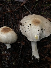 Agaricus hondensis