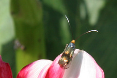 Adelidae