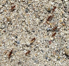 Acromyrmex versicolor