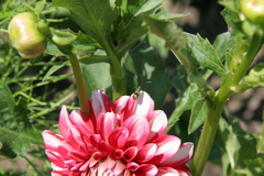 Adelidae