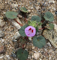 Eremalche rotundifolia