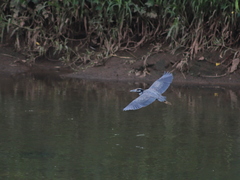 Nyctanassa violacea