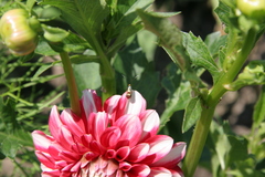 Adelidae