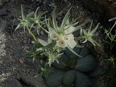 Mohavea confertiflora