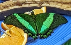 Papilio palinurus