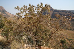 Croton gratissimus gratissimus