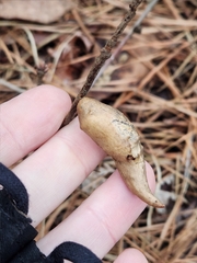 Amphibolips acuminata