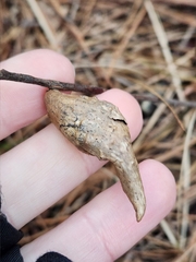 Amphibolips acuminata