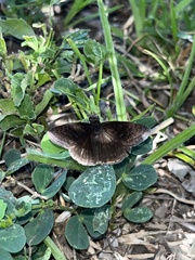 Viola