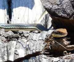 Masticophis bilineatus