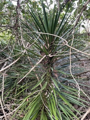 Yucca aloifolia
