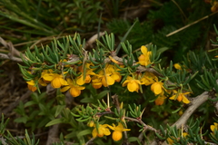 Berberis empetrifolia
