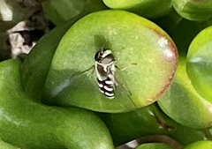 Eupeodes volucris