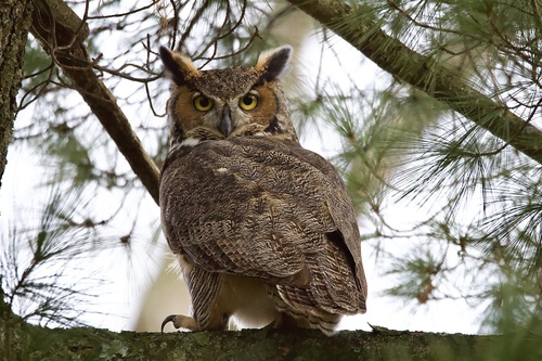 Great Horned Owl photographed in Kentucky