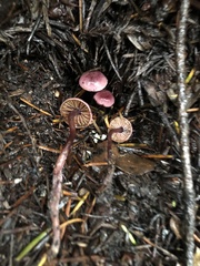 Pseudobaeospora deckeri