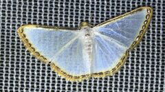 Leuciris