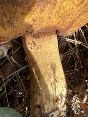 Boletus regineus