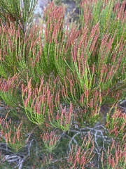 Allocasuarina monilifera
