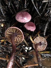 Pseudobaeospora deckeri
