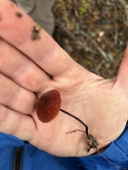 Marasmius plicatulus