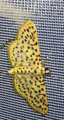 Polygrammodes eleuata