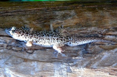 Phyllodactylus tuberculosus