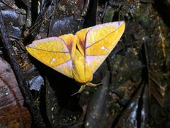 Adeloneivaia