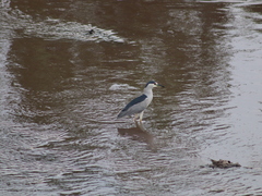 Nycticorax nycticorax