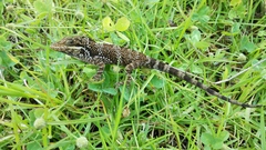 Anolis heterodermus