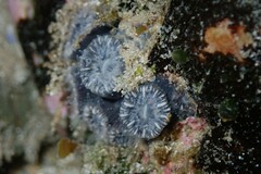 Astrangia woodsi