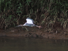 Mycteria americana
