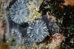 Astrangia woodsi
