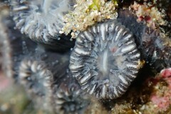 Astrangia woodsi
