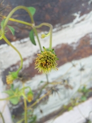 Bidens pilosa