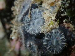 Astrangia woodsi
