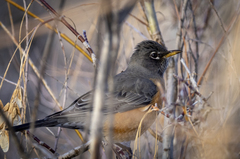 Turdus migratorius