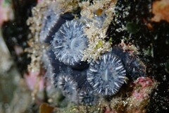 Astrangia woodsi