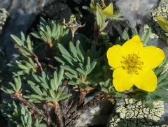 Dasiphora fruticosa
