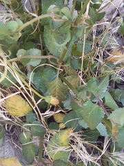 Bidens pilosa