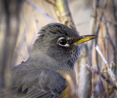Turdus migratorius