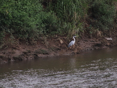 Ardea cocoi