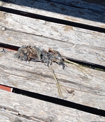 Gallinula galeata
