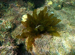 Sargassum horneri