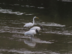 Ardea alba