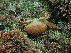 Cycloxanthops novemdentatus