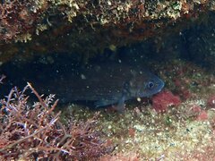 Cheilotrema saturnum