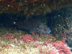 Cheilotrema saturnum