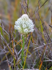Ptilotus macrocephalus