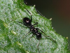 Prolasius